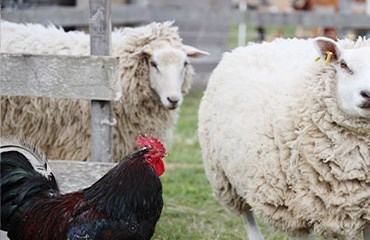 Livestock and Poultry