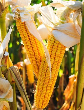 Modified Starch